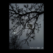 A Gothic Night posters