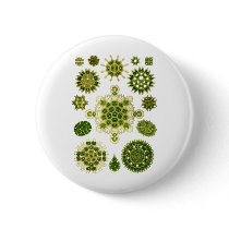 A Green Algae Button