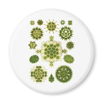 A Green Algae Refrigerator Magnets