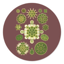 A Green Algae Round Sticker