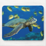 A green sea turtle swims past a school mouse mats