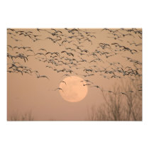 A group of migratory snow geese, Grus