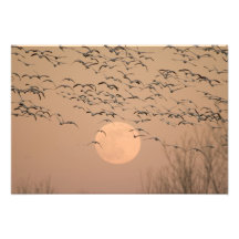 A group of migratory snow geese, Grus Photograph