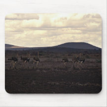 A group of ostriches mouse pads