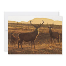 A group of Red Stags Invitation