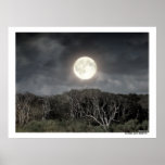 A Guana Night Poster