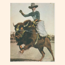 A Happy Cowboy on a Bucking Buffalo. postcards