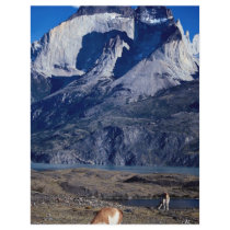 A herd of guanacos, Torres del Paine National Park Flyer