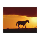 A horse in the sunset post card