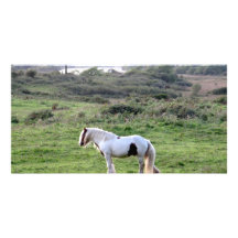 A Horse Picture Card