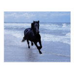 A horse wild and free post cards