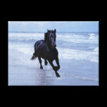 A horse wild and free canvas prints