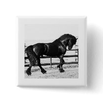 A horses humility pinback buttons
