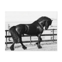 A horses humility post card