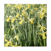 A host of golden daffodils ceramic tile