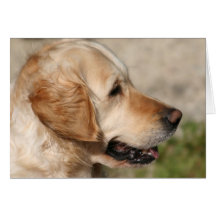 A Labrador's Smile Card