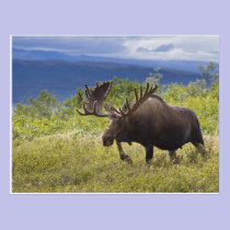 A large bull moose stands among willows postcards