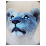 A lions surprise letterhead