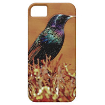 A Little Bird Told Me Starling Bird Photograph iPhone 5 Cases