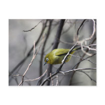 A little Bird Whispered In My Ear Postcard
