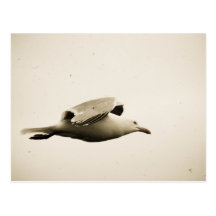 A Little Birdie- Flight of the Seagull Postcard