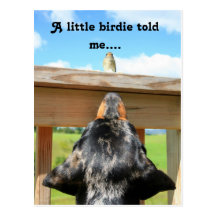 A little birdie told me.... postcards