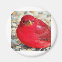 A Little Birdie Told Me Refrigerator Magnets