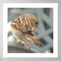 A Little Birdie Told Me So Print
