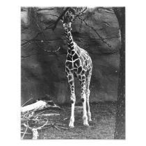A lonely Giraffe Photo Art