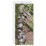 A lot of Turtles Custom Rack Cards