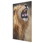 A mature male lion (Panthera leo) in the Savuti Stretched Canvas Print