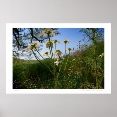 A mosquitos world print by photogenethic