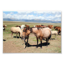 A Mothers Love Horses Photo