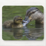 A Mother's Love Mouse Pads