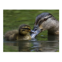 A Mother's Love Postcard