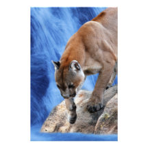 A mountain lion at the waterfall stationery design