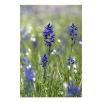 A mountain meadow of wildflowers including