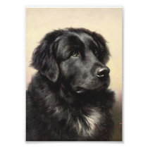 A Newfoundland Photo