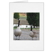 A Pair Of Canada Geese Card