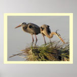 A Pair of Great Blue Herons in their  Nest Posters
