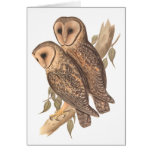 A Pair of Masked Barn Owls on a branch (painting).