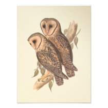 A Pair of Masked Barn Owls on a branch (painting).