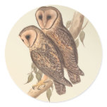 A Pair of Masked Barn Owls on a branch (painting). stickers