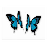 A Pair of Tropical Blue Butterflies Post Card