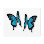 A Pair of Tropical Blue Butterflies Post Card