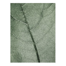 A pale green leaf, close up. pattern postcard