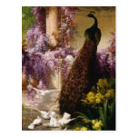 A Peacock and Doves in a Garden Print Post Card