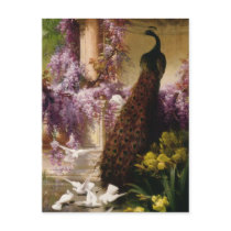 A Peacock and Doves in a Garden Print Post Card