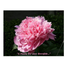 A Peony for your thoughts... Postcard