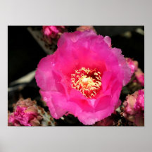 A Pink Cactus Flower Print